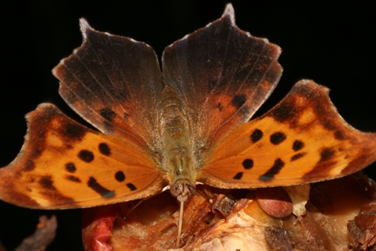 Question Mark butterfly  feeding on rotting fruit